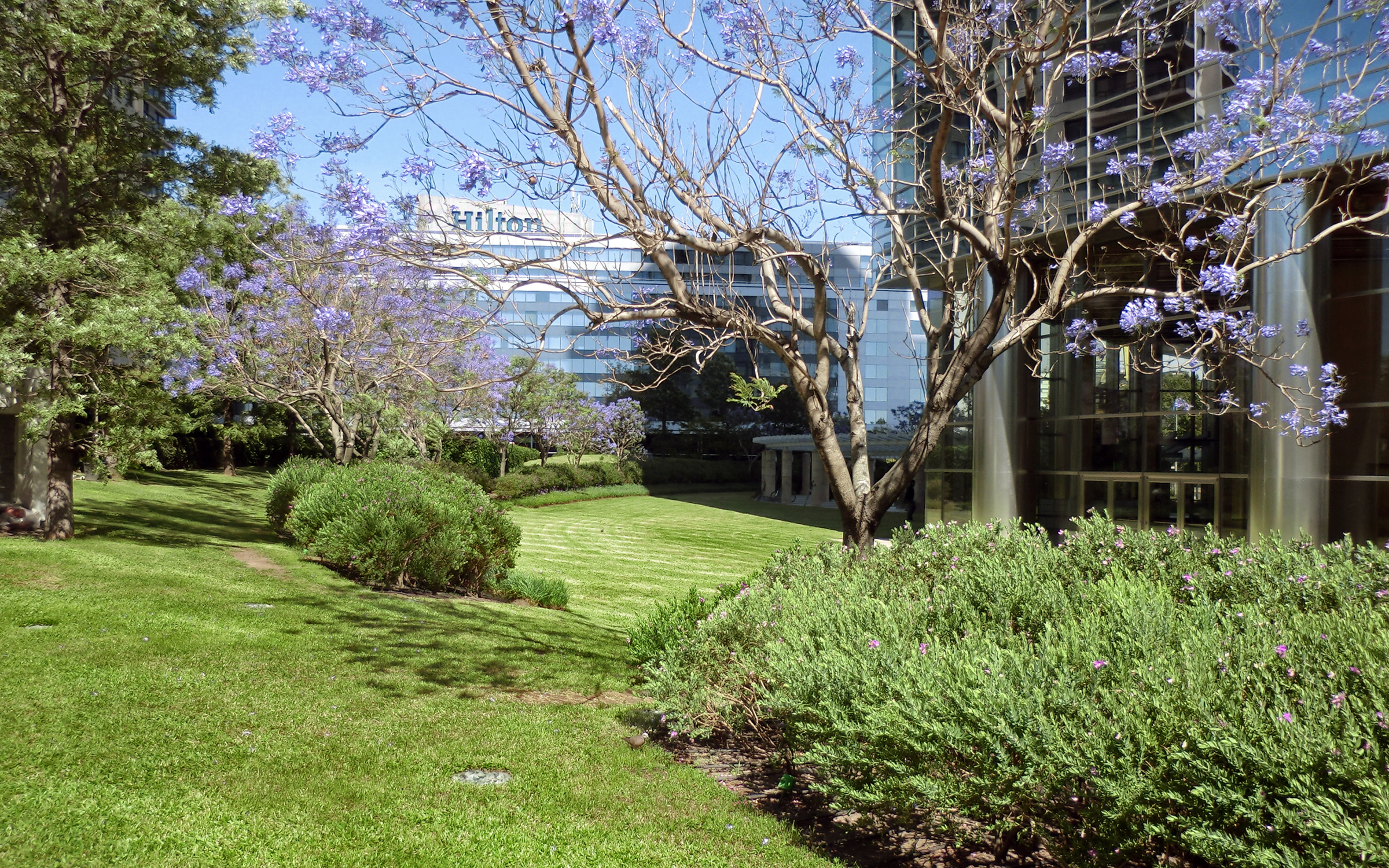 Jardín con césped, arbustos y árboles